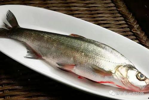 网红吃八瓜鱼视频,口感独特引网友热议！