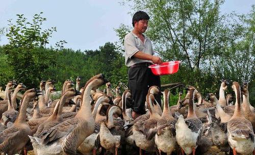 钓鱼爆料老山羊视频大全,老山羊视频大全中的钓鱼技巧与心得